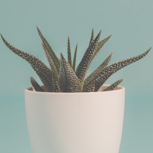 Haworthia Pumila Weed