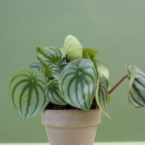 Watermelon Peperomia