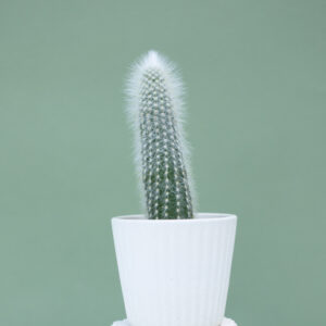 Silver Torch Cactus